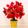 Christmas Concepts® 1.5ft (18") Artificial Poinsettia Plant With Gold Base & Warm White Fibre Optics - 9 Functions - Artificial Christmas Decoration